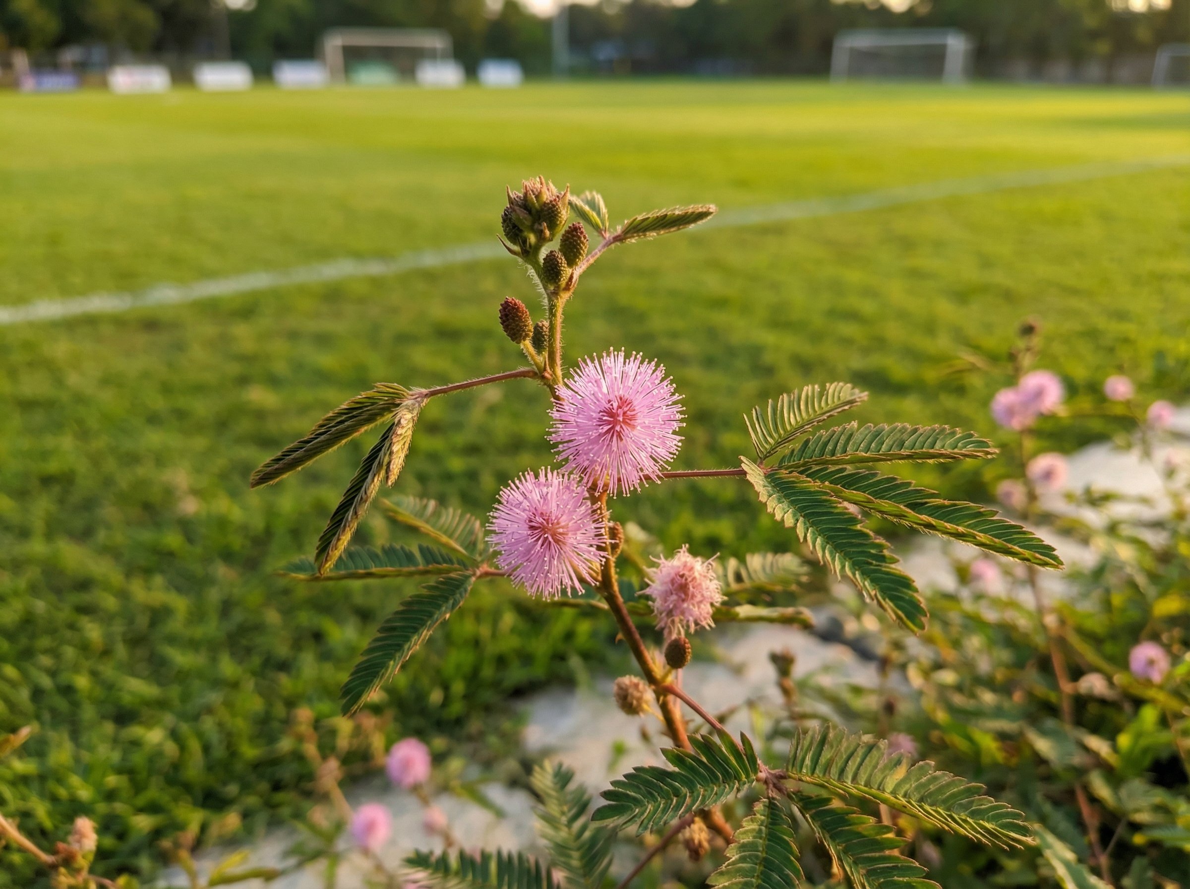 免费看片多肉植物养护视频