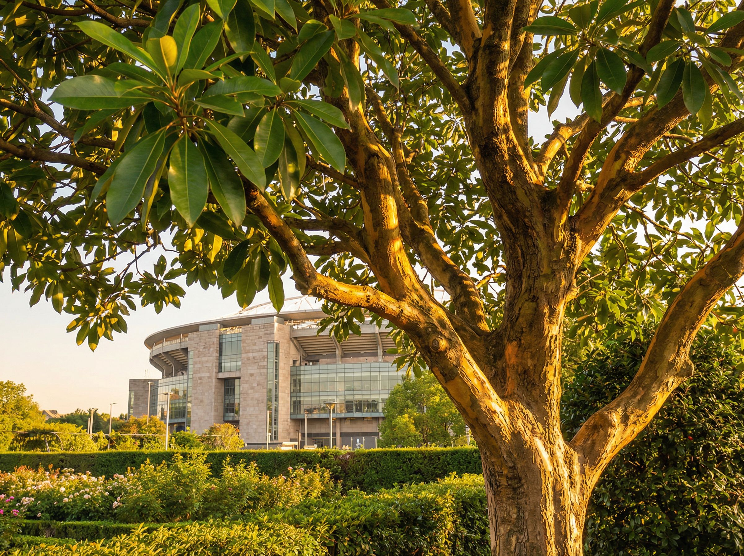 免费看片盆景制作视频